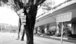 罗先生最新爆料,揭秘娱乐圈惊天秘密！